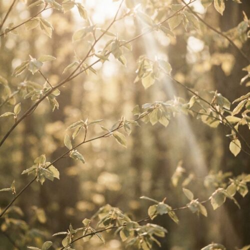 Sunrise over gentle hills, a picture of hope