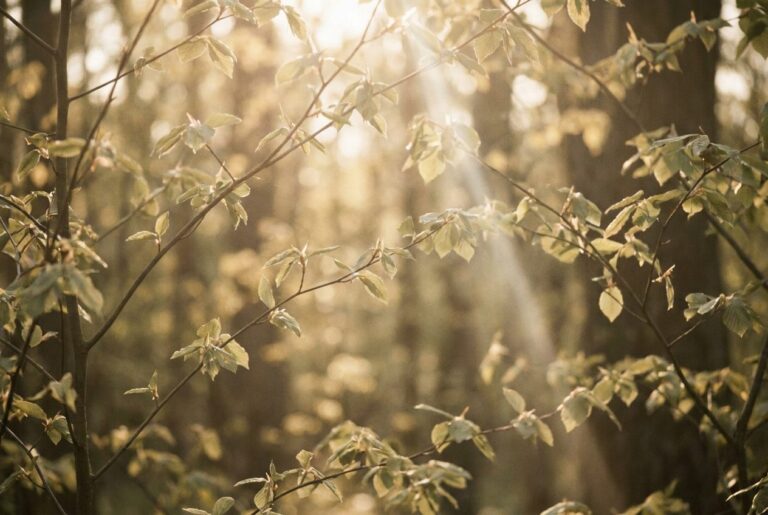 Sunrise over gentle hills, a picture of hope